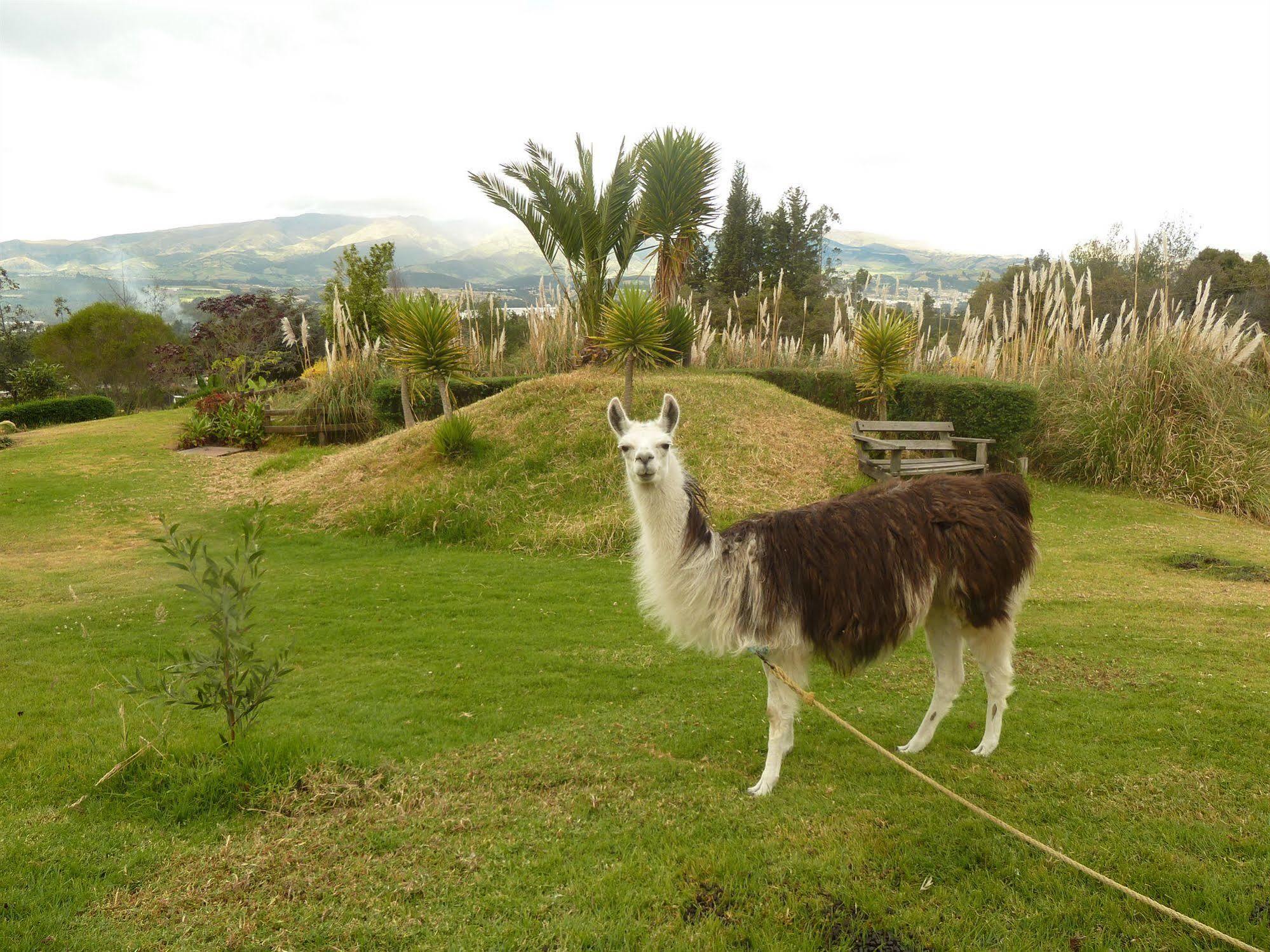 Hacienda Hosteria San Luis Cayambe Buitenkant foto